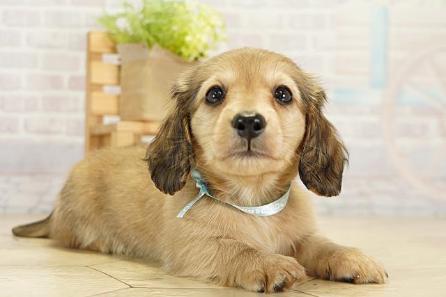 愛知県のカニンヘンダックスフンド(ロング) (Coo&RIKU東海店/2025年9月21日生まれ/男の子/シェーデットイエロー)の子犬の2枚目の画像