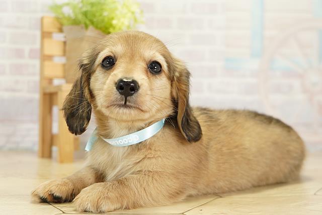 愛知県のカニンヘンダックスフンド(ロング) (Coo&RIKU東海店/2025年9月21日生まれ/男の子/シェーデットイエロー)の子犬の3枚目の画像