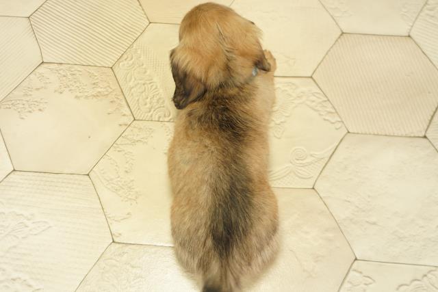 愛知県のカニンヘンダックスフンド(ロング) (Coo&RIKU東海店/2025年9月21日生まれ/男の子/シェーデットイエロー)の子犬の4枚目の画像