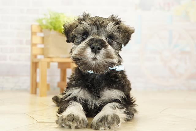 愛知県のミニチュアシュナウザー (Coo&RIKU岡崎店/2025年9月28日生まれ/男の子/ソルトペッパー)の子犬