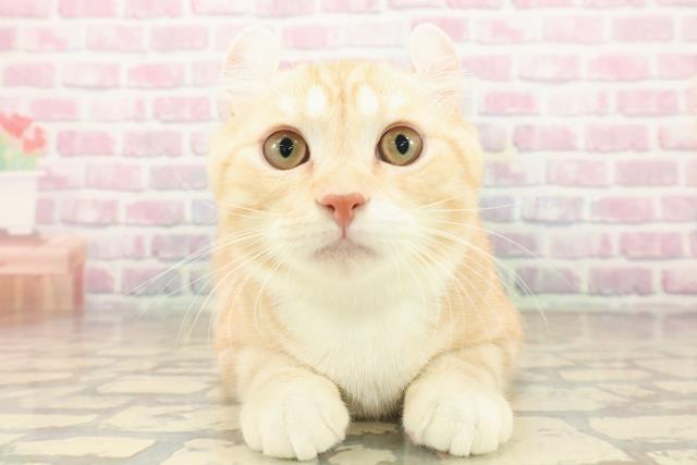 北海道のアメリカンカール (Coo&RIKU札幌西店/2025年6月24日生まれ/男の子/レッドタビーホワイト)の子猫の1枚目の画像