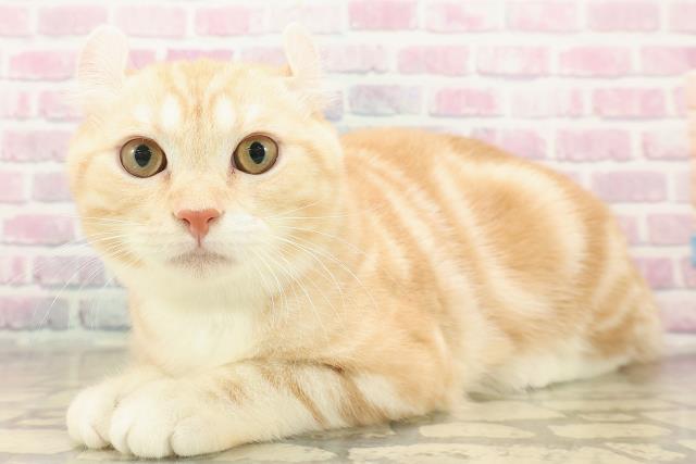 北海道のアメリカンカール (Coo&RIKU札幌西店/2025年6月24日生まれ/男の子/レッドタビーホワイト)の子猫の2枚目の画像