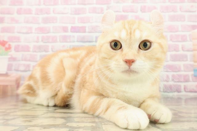 北海道のアメリカンカール (Coo&RIKU札幌西店/2025年6月24日生まれ/男の子/レッドタビーホワイト)の子猫の3枚目の画像