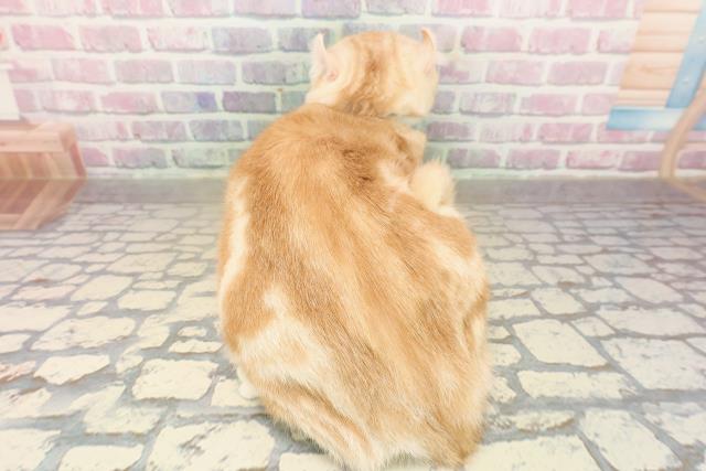 北海道のアメリカンカール (Coo&RIKU札幌西店/2025年6月24日生まれ/男の子/レッドタビーホワイト)の子猫の4枚目の画像