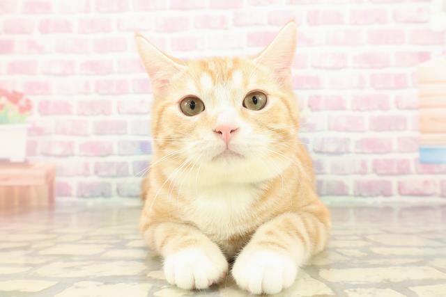 長野県のアメリカンカール (Coo&RIKU松本店/2025年6月24日生まれ/男の子/レッドタビーホワイト)の子猫