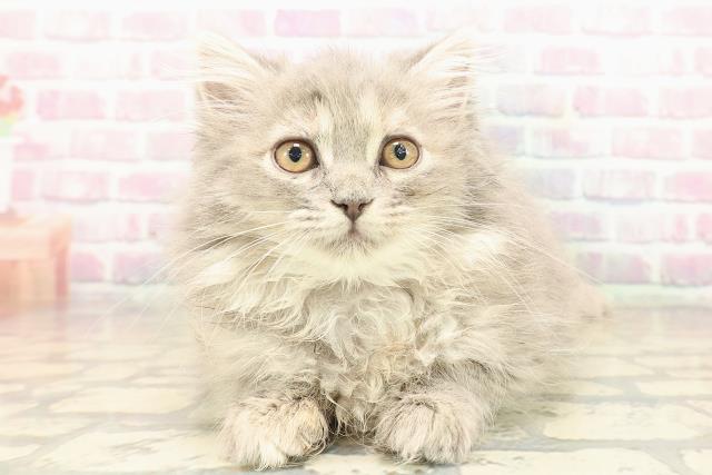 新潟県のサイベリアン (Coo&RIKU長岡店/2025年9月1日生まれ/女の子/ブルーパッチドタビー)の子猫の1枚目の画像