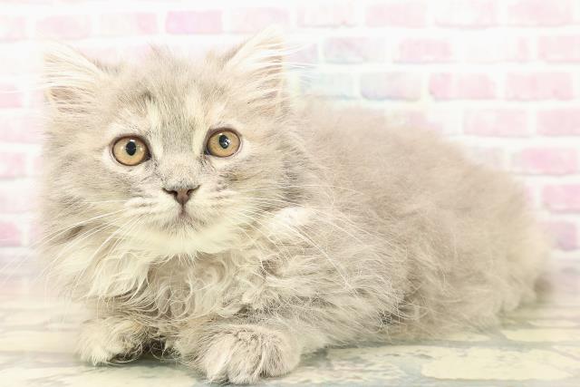 新潟県のサイベリアン (Coo&RIKU長岡店/2025年9月1日生まれ/女の子/ブルーパッチドタビー)の子猫の2枚目の画像