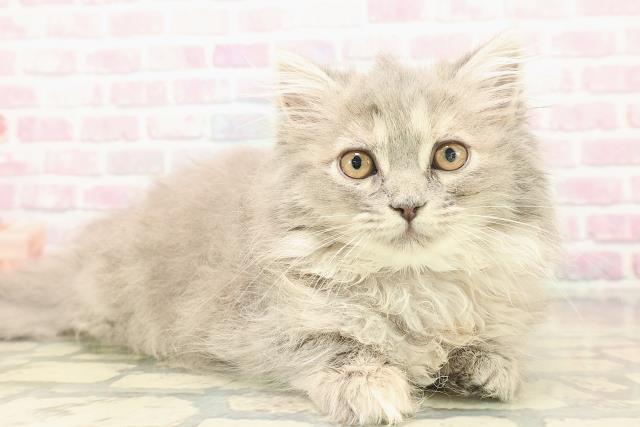 新潟県のサイベリアン (Coo&RIKU長岡店/2025年9月1日生まれ/女の子/ブルーパッチドタビー)の子猫の3枚目の画像