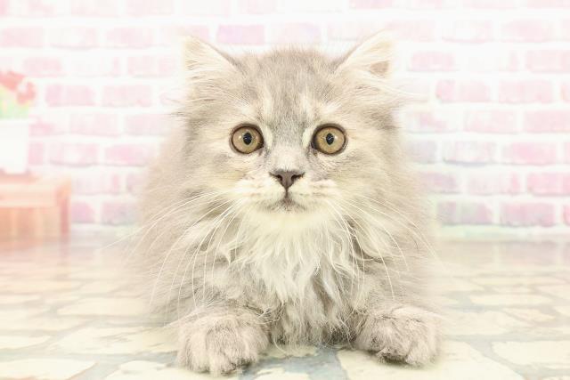 長野県のサイベリアン (Coo&RIKU綿半諏訪店/2025年9月1日生まれ/女の子/ブルーパッチドタビー)の子猫