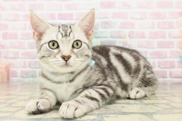山梨県のアメリカンショートヘアー (Coo&RIKU甲府昭和通り店/2025年8月7日生まれ/男の子/シルバータビー)の子猫の2枚目の画像