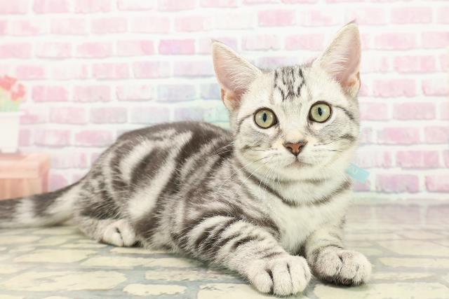 山梨県のアメリカンショートヘアー (Coo&RIKU甲府昭和通り店/2025年8月7日生まれ/男の子/シルバータビー)の子猫の3枚目の画像