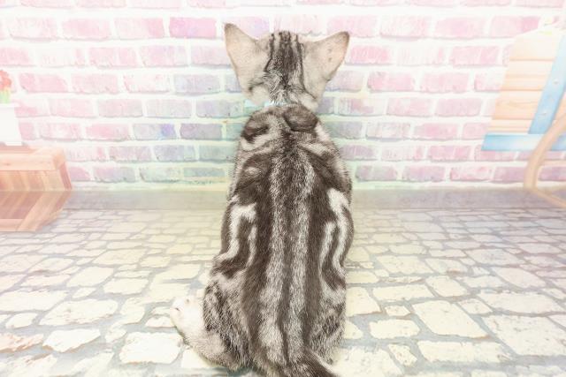 山梨県のアメリカンショートヘアー (Coo&RIKU甲府昭和通り店/2025年8月7日生まれ/男の子/シルバータビー)の子猫の4枚目の画像