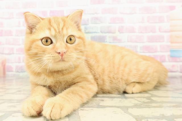 栃木県のスコティッシュフォールド (Coo&RIKUFKDインターパーク店/2025年8月4日生まれ/男の子/レッドタビー)の子猫の2枚目の画像