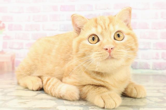 栃木県のスコティッシュフォールド (Coo&RIKUFKDインターパーク店/2025年8月4日生まれ/男の子/レッドタビー)の子猫の3枚目の画像