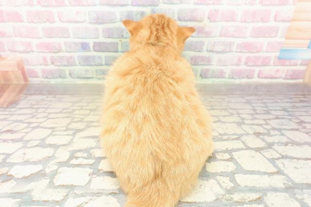 栃木県のスコティッシュフォールド (Coo&RIKUFKDインターパーク店/2025年8月4日生まれ/男の子/レッドタビー)の子猫の4枚目の画像