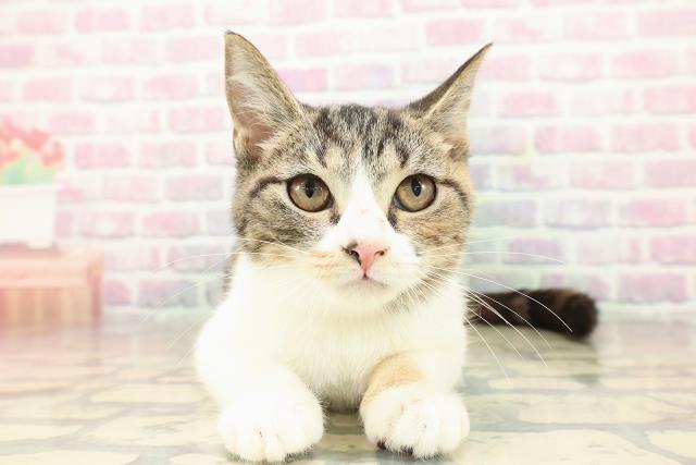 北海道のマンチカン (Coo&RIKU函館店/2025年8月2日生まれ/女の子/ブラウンパッチドタビーホワイト)の子猫の1枚目の画像