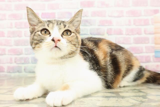 北海道のマンチカン (Coo&RIKU函館店/2025年8月2日生まれ/女の子/ブラウンパッチドタビーホワイト)の子猫の2枚目の画像