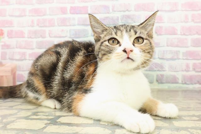 北海道のマンチカン (Coo&RIKU函館店/2025年8月2日生まれ/女の子/ブラウンパッチドタビーホワイト)の子猫の3枚目の画像