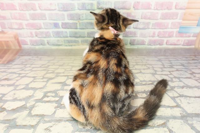 北海道のマンチカン (Coo&RIKU函館店/2025年8月2日生まれ/女の子/ブラウンパッチドタビーホワイト)の子猫の4枚目の画像