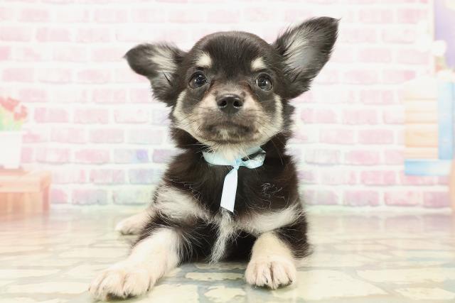 長野県のチワワ(ロング) (Coo&RIKU綿半上田店/2025年9月23日生まれ/男の子/ブラックタン)の子犬