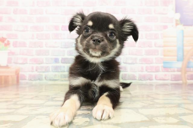 北海道のチワワ(ロング) (Coo&RIKU函館店/2025年9月23日生まれ/男の子/ブラックタン)の子犬の1枚目の画像