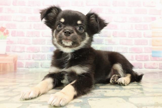 北海道のチワワ(ロング) (Coo&RIKU函館店/2025年9月23日生まれ/男の子/ブラックタン)の子犬の2枚目の画像