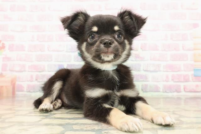 北海道のチワワ(ロング) (Coo&RIKU函館店/2025年9月23日生まれ/男の子/ブラックタン)の子犬の3枚目の画像