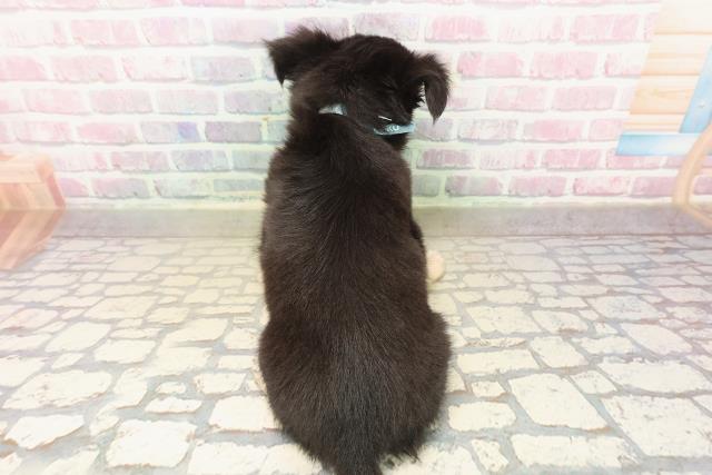 北海道のチワワ(ロング) (Coo&RIKU函館店/2025年9月23日生まれ/男の子/ブラックタン)の子犬の4枚目の画像