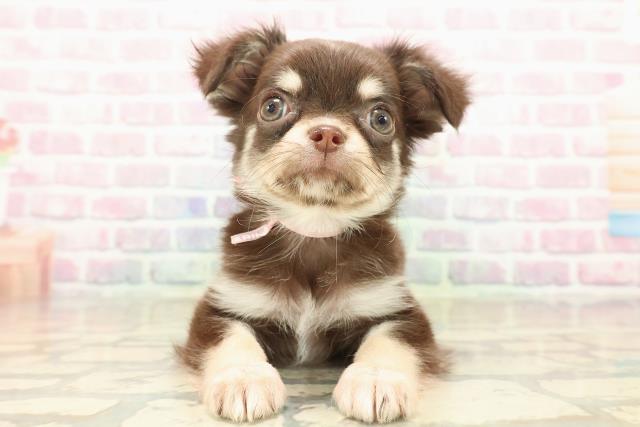 山梨県のチワワ(ロング) (Coo&RIKU甲府昭和通り店/2025年9月23日生まれ/女の子/チョコレートタンホワイト)の子犬