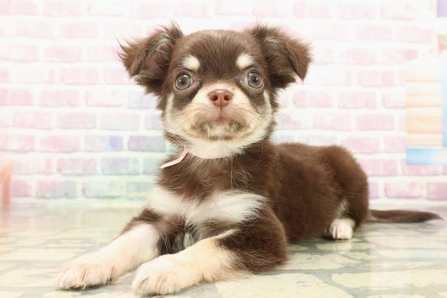 山梨県のチワワ(ロング) (Coo&RIKU甲府昭和通り店/2025年9月23日生まれ/女の子/チョコレートタンホワイト)の子犬の2枚目の画像