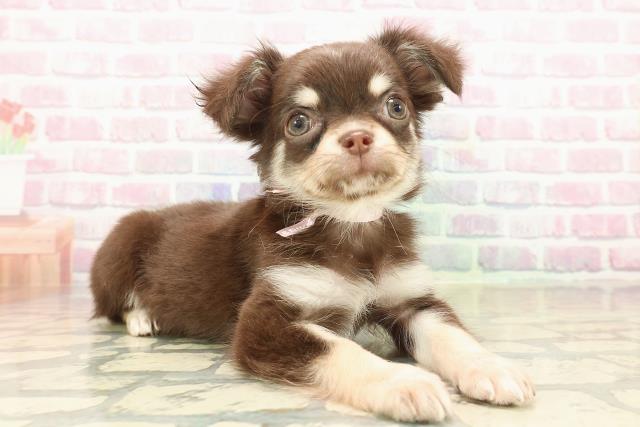 山梨県のチワワ(ロング) (Coo&RIKU甲府昭和通り店/2025年9月23日生まれ/女の子/チョコレートタンホワイト)の子犬の3枚目の画像