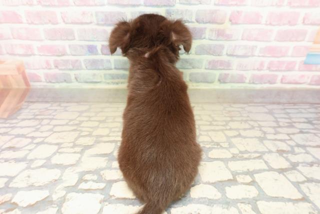 山梨県のチワワ(ロング) (Coo&RIKU甲府昭和通り店/2025年9月23日生まれ/女の子/チョコレートタンホワイト)の子犬の4枚目の画像