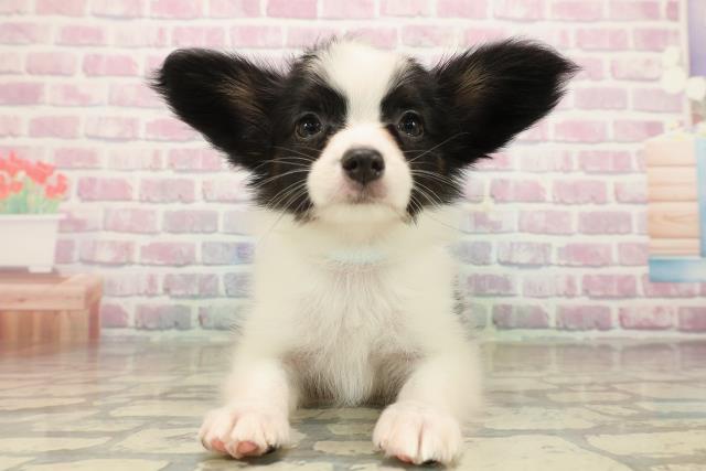 北海道のパピヨン (Coo&RIKU帯広店/2025年9月24日生まれ/男の子/トライカラー)の子犬