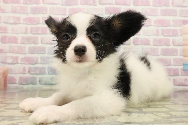 北海道のパピヨン (Coo&RIKU帯広店/2025年9月24日生まれ/男の子/トライカラー)の子犬の2枚目の画像