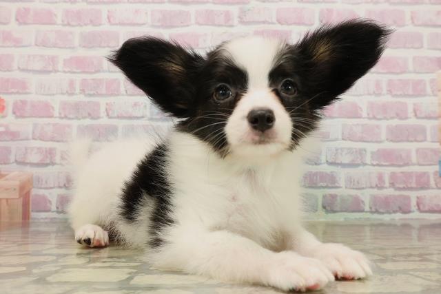 北海道のパピヨン (Coo&RIKU帯広店/2025年9月24日生まれ/男の子/トライカラー)の子犬の3枚目の画像