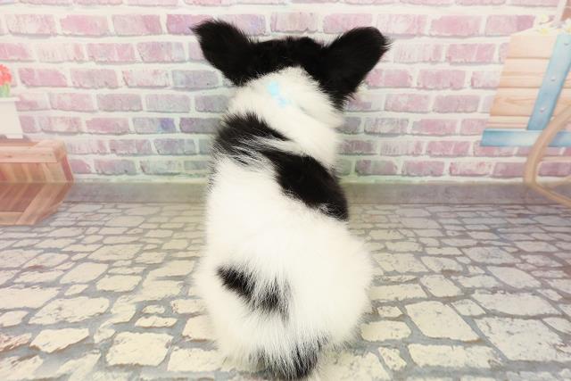 北海道のパピヨン (Coo&RIKU帯広店/2025年9月24日生まれ/男の子/トライカラー)の子犬の4枚目の画像