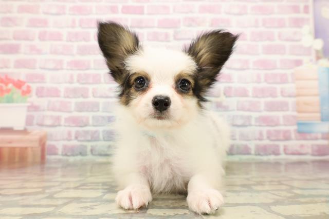 新潟県のパピヨン (Coo&RIKUイオンモール新発田店/2025年9月24日生まれ/男の子/ホワイトブラウン)の子犬の1枚目の画像