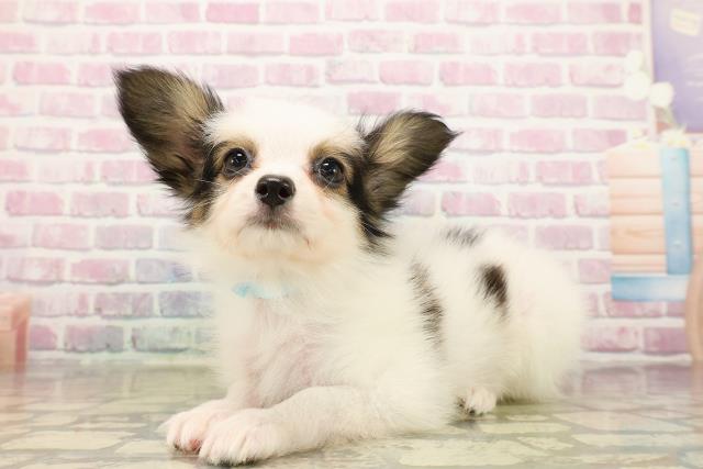 新潟県のパピヨン (Coo&RIKUイオンモール新発田店/2025年9月24日生まれ/男の子/ホワイトブラウン)の子犬の2枚目の画像