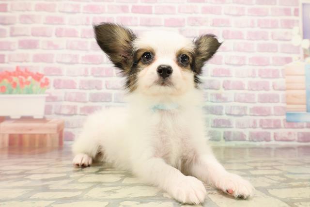 新潟県のパピヨン (Coo&RIKUイオンモール新発田店/2025年9月24日生まれ/男の子/ホワイトブラウン)の子犬の3枚目の画像