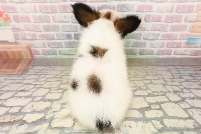 新潟県のパピヨン (Coo&RIKUイオンモール新発田店/2025年9月24日生まれ/男の子/ホワイトブラウン)の子犬の4枚目の画像