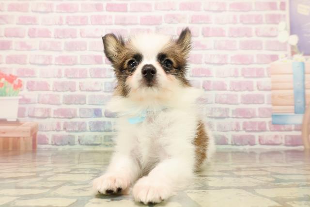 長野県のパピヨン (Coo&RIKU綿半上田店/2025年9月24日生まれ/男の子/ホワイトブラウン)の子犬