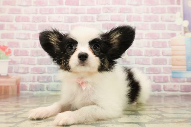 北海道のパピヨン (Coo&RIKU函館店/2025年9月24日生まれ/女の子/トライカラー)の子犬の2枚目の画像