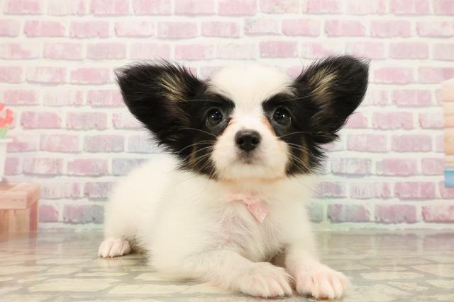 北海道のパピヨン (Coo&RIKU函館店/2025年9月24日生まれ/女の子/トライカラー)の子犬の3枚目の画像