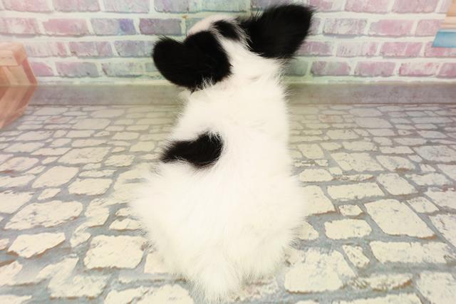 北海道のパピヨン (Coo&RIKU函館店/2025年9月24日生まれ/女の子/トライカラー)の子犬の4枚目の画像