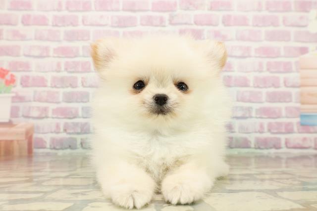 北海道のポメチワ/チワポメ/ポメチー(ポメラニアン×チワワ) (Coo&RIKU函館店/2025年9月25日生まれ/男の子/クリーム)の子犬の1枚目の画像
