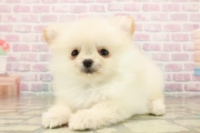 北海道のポメチワ/チワポメ/ポメチー(ポメラニアン×チワワ) (Coo&RIKU函館店/2025年9月25日生まれ/男の子/クリーム)の子犬の2枚目の画像