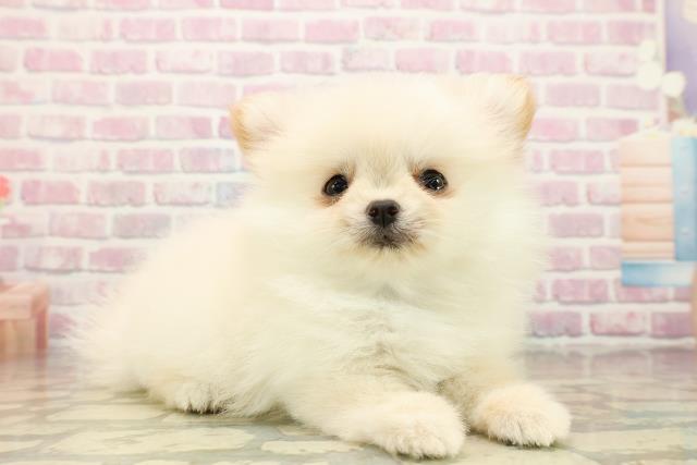 北海道のポメチワ/チワポメ/ポメチー(ポメラニアン×チワワ) (Coo&RIKU函館店/2025年9月25日生まれ/男の子/クリーム)の子犬の3枚目の画像
