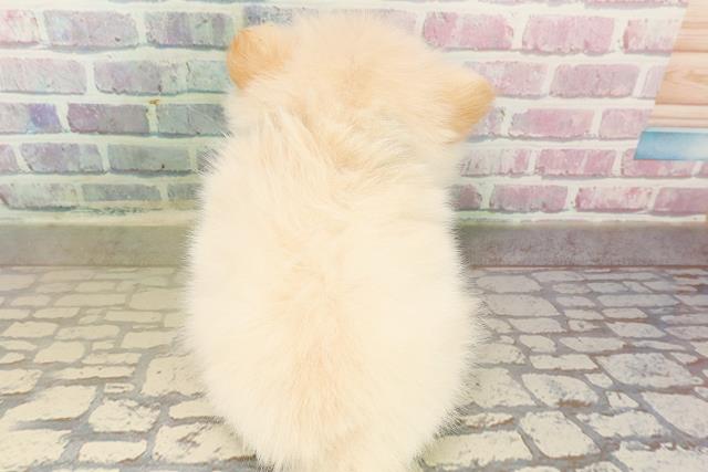 北海道のポメチワ/チワポメ/ポメチー(ポメラニアン×チワワ) (Coo&RIKU函館店/2025年9月25日生まれ/男の子/クリーム)の子犬の4枚目の画像