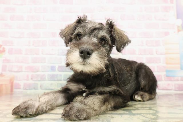 北海道のミニチュアシュナウザー (Coo&RIKU函館店/2025年9月25日生まれ/男の子/ソルトペッパー)の子犬の2枚目の画像