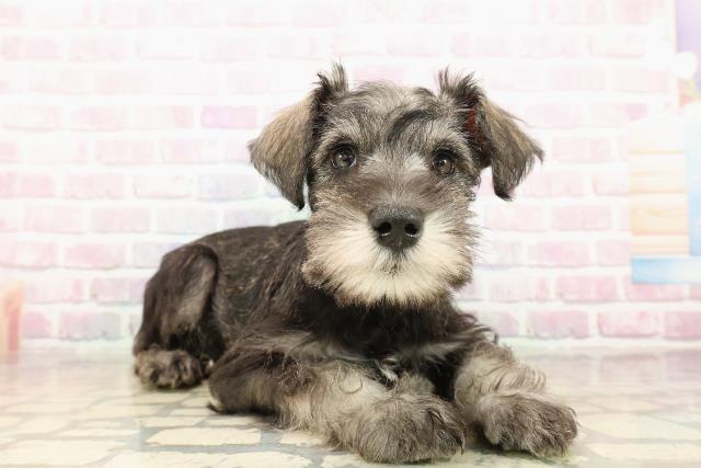 北海道のミニチュアシュナウザー (Coo&RIKU函館店/2025年9月25日生まれ/男の子/ソルトペッパー)の子犬の3枚目の画像